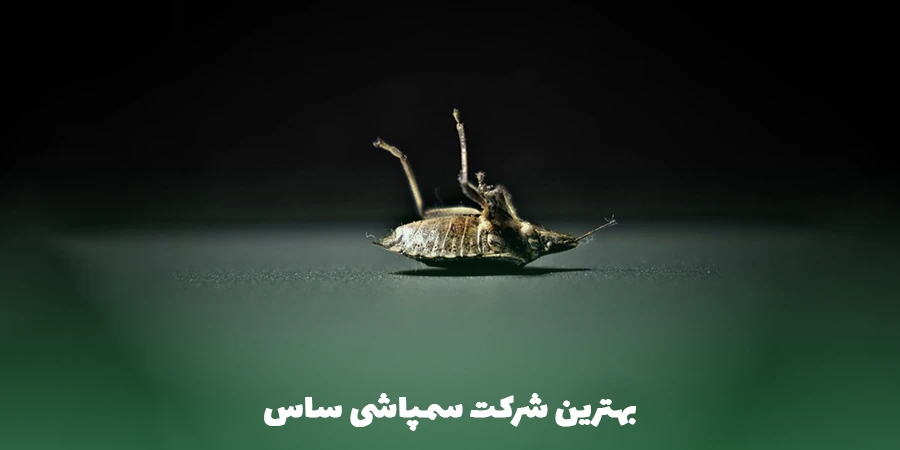 الو اوستا بهترین شرکت سمپاشی ساس