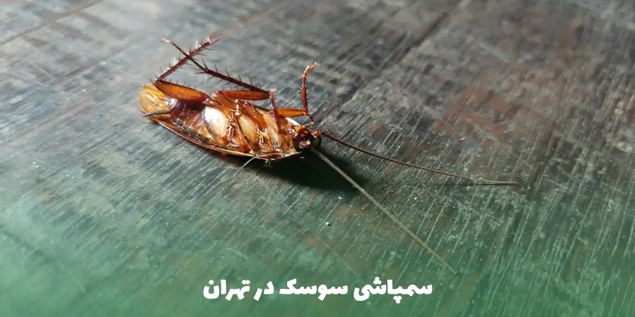 سمپاشی سوسک در تهران