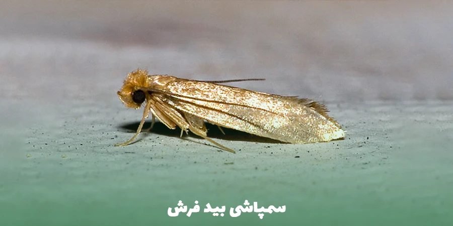 سمپاشی بید فرش