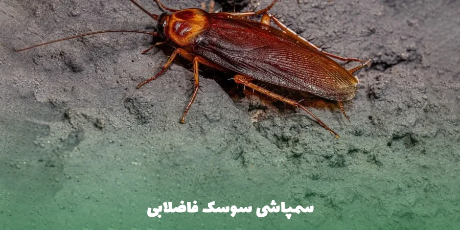 سمپاشی سوسک فاضلابی