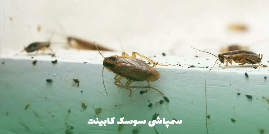 سمپاشی سوسک کابینت