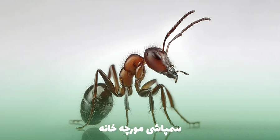 سمپاشی مورچه خانه