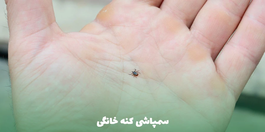 سمپاشی کنه خانگی