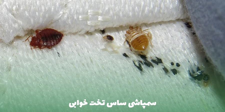 سمپاشی ساس تخت خوابی