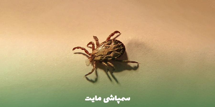 سمپاشی مایت