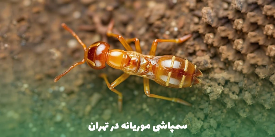 سمپاشی موریانه در تهران