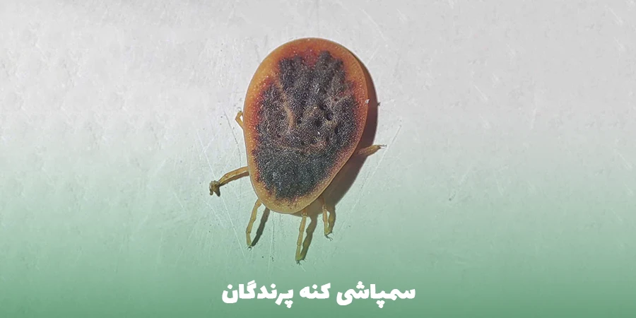 سمپاشی کنه پرندگان