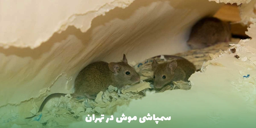 سمپاشی موش در تهران