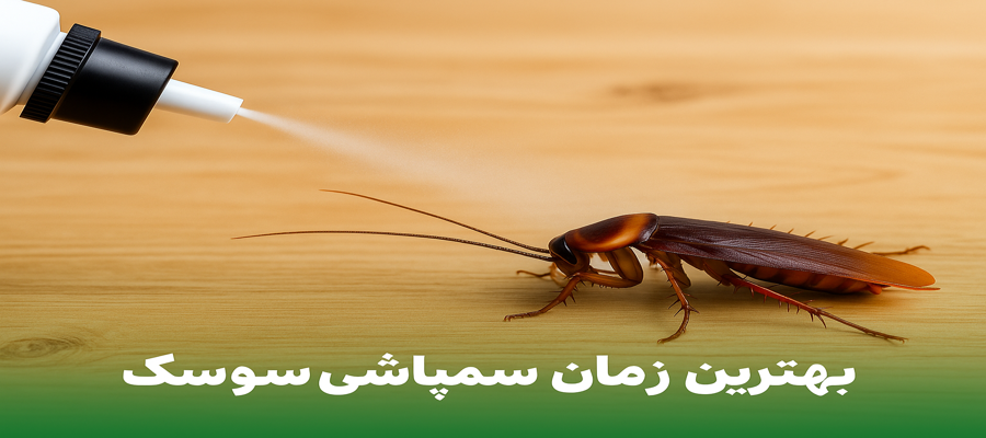 بهترین زمان سمپاشی سوسک