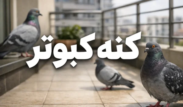 روش خانگی از بین بردن کنه کبوتر