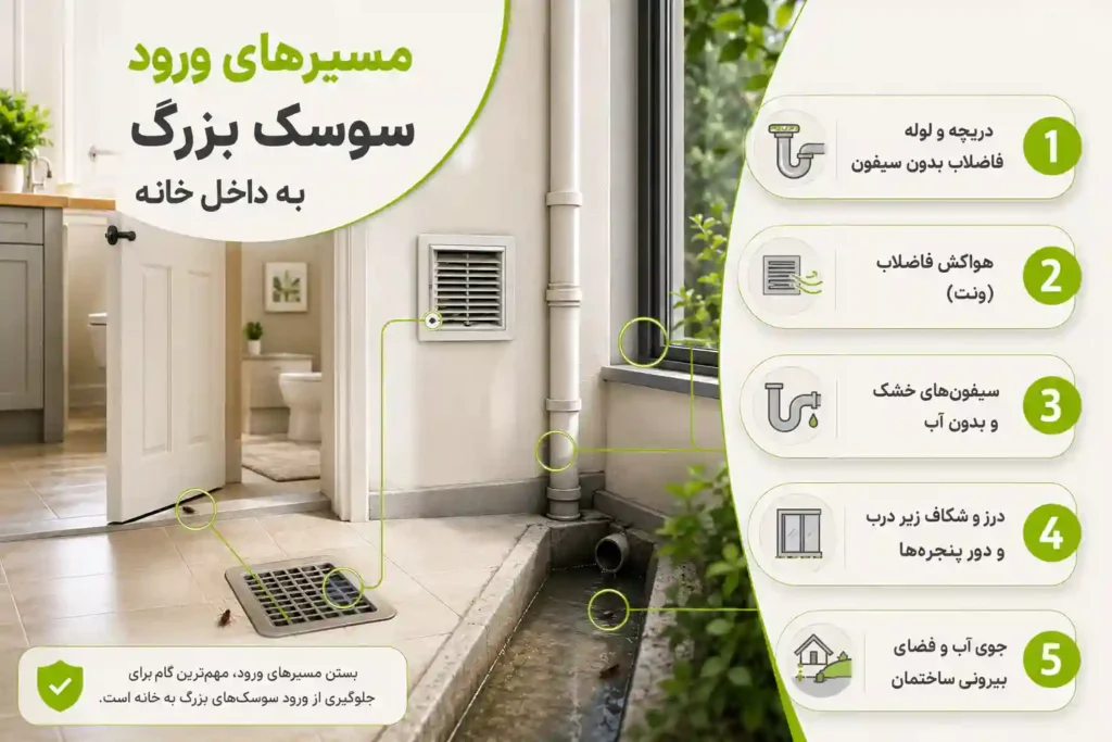 مسیرهای ورود سوسک بزرگ به داخل خانه