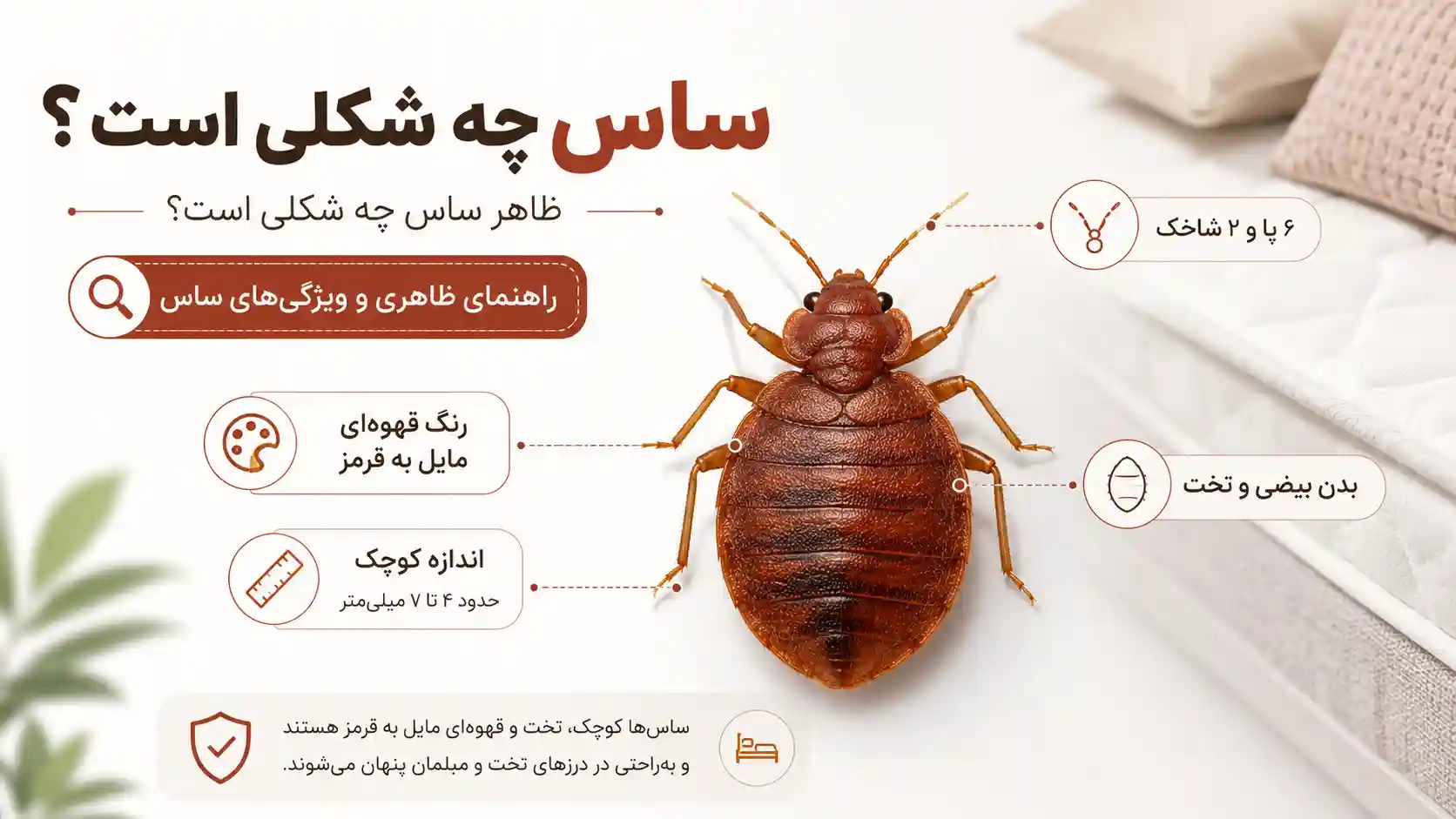 ساس چه شکلی است