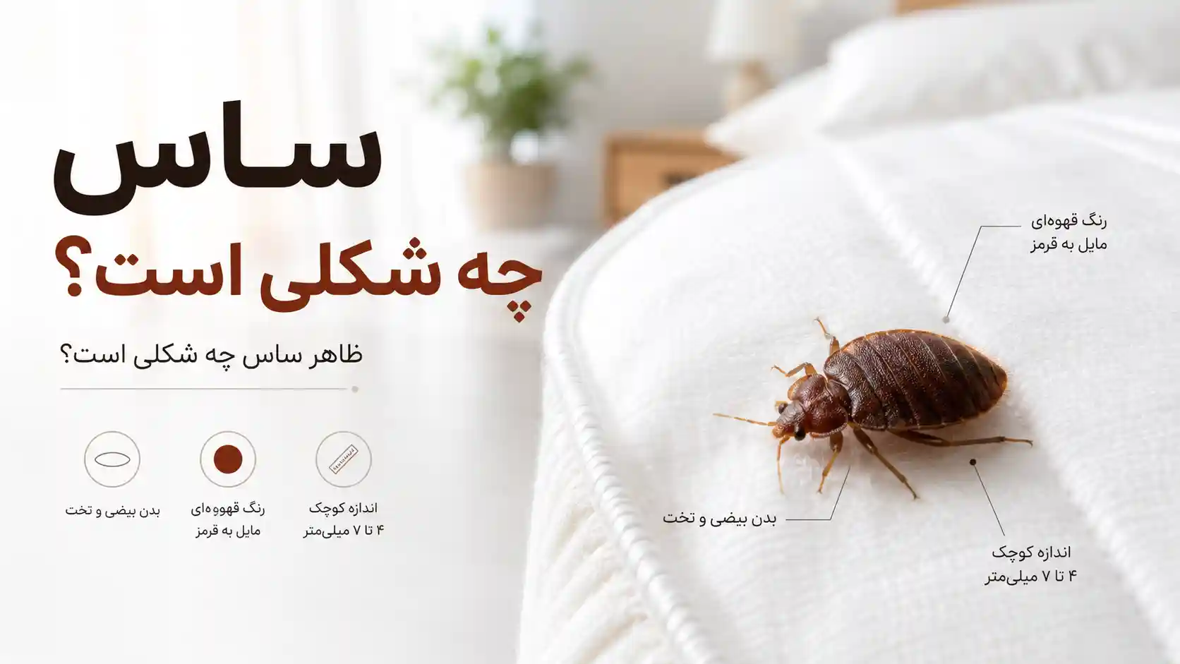 ساس چه شکلی است