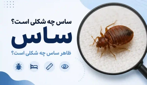 ساس چه شکلی است