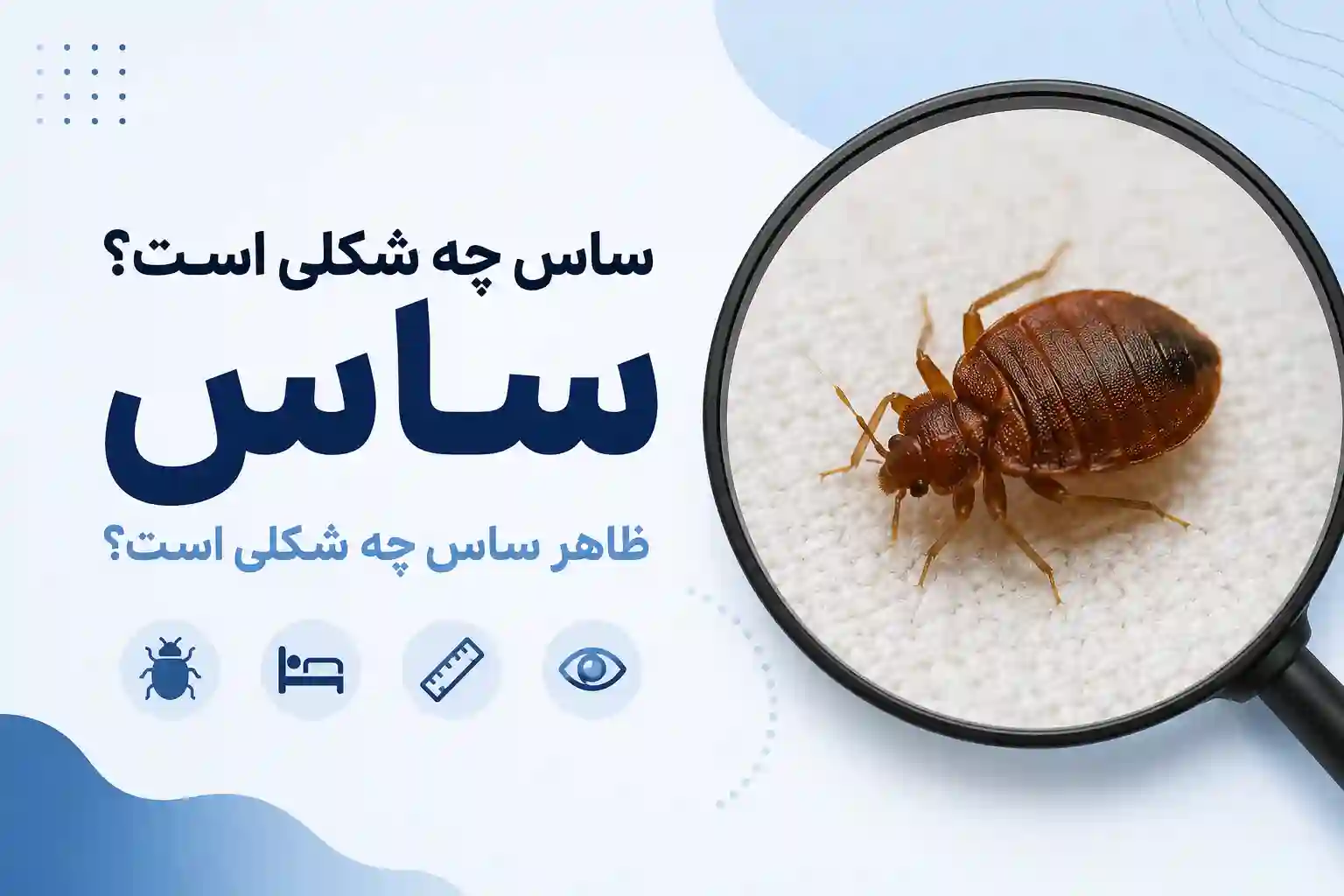 ساس چه شکلی است